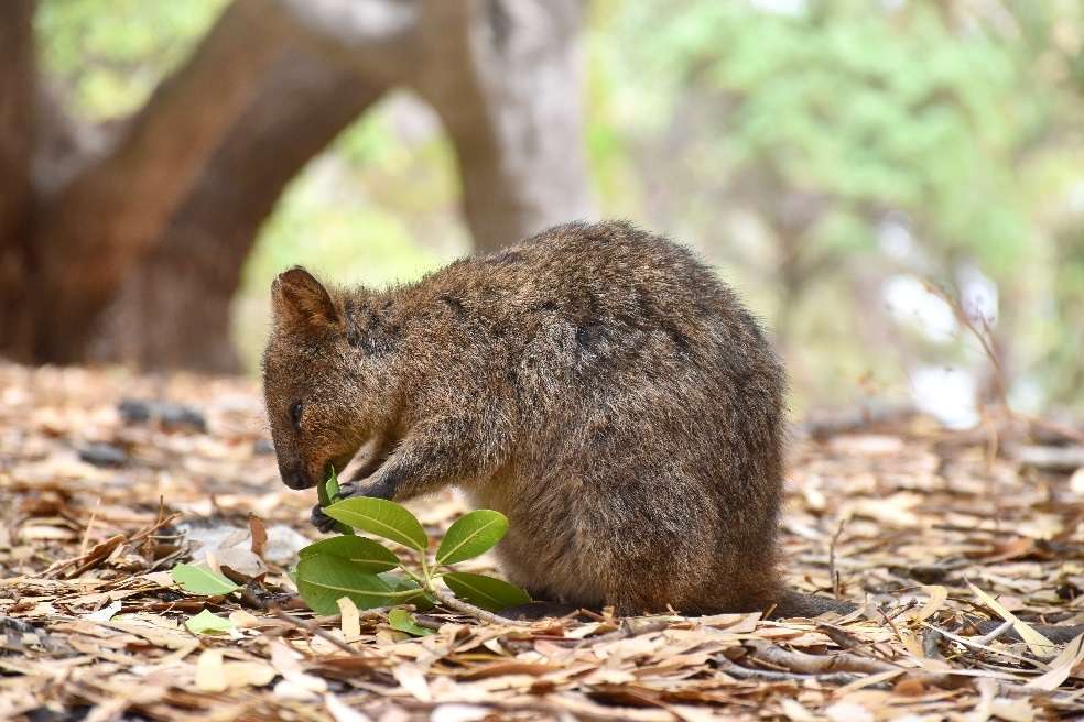 Animal-Quokka