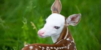 Cute White Faced Fawn Was Once Rejected By His Mom