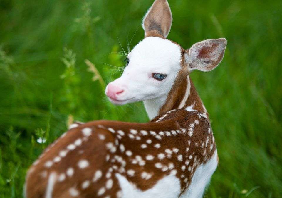 Cute White Faced Fawn Was Once Rejected By His Mom