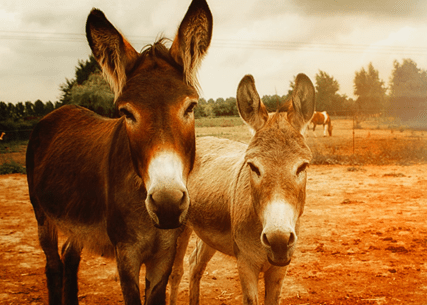 Here are the things you must know about cute Dwarf Donkeys!