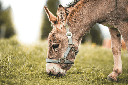 Here are the things you must know about cute Dwarf Donkeys!