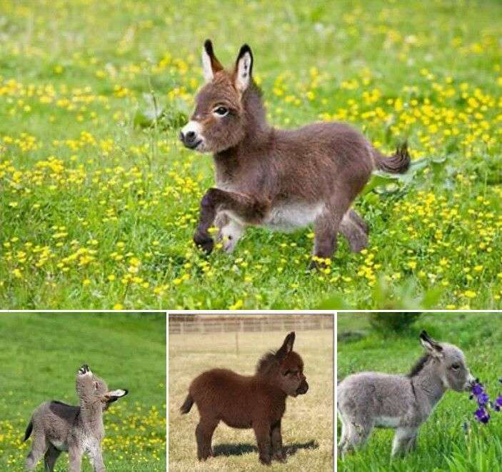 Here are the things you must know about cute Dwarf Donkeys!