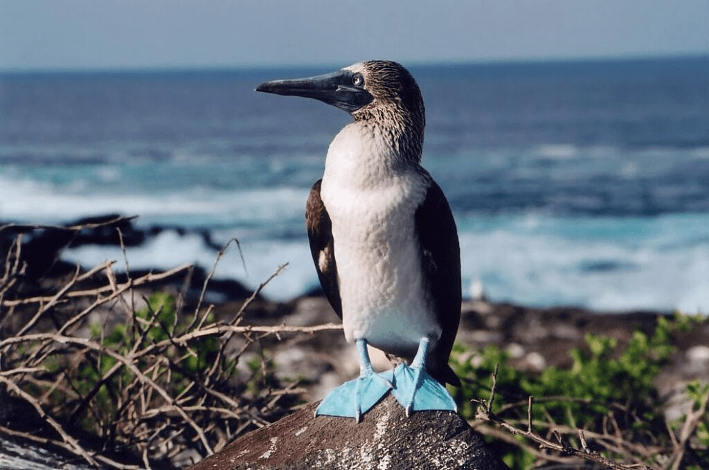 Here are some of the most interesting facts about ‘Blue-Footed Booby’!