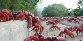 This Red Crab Migration is one of the incredible natural processes on Earth!