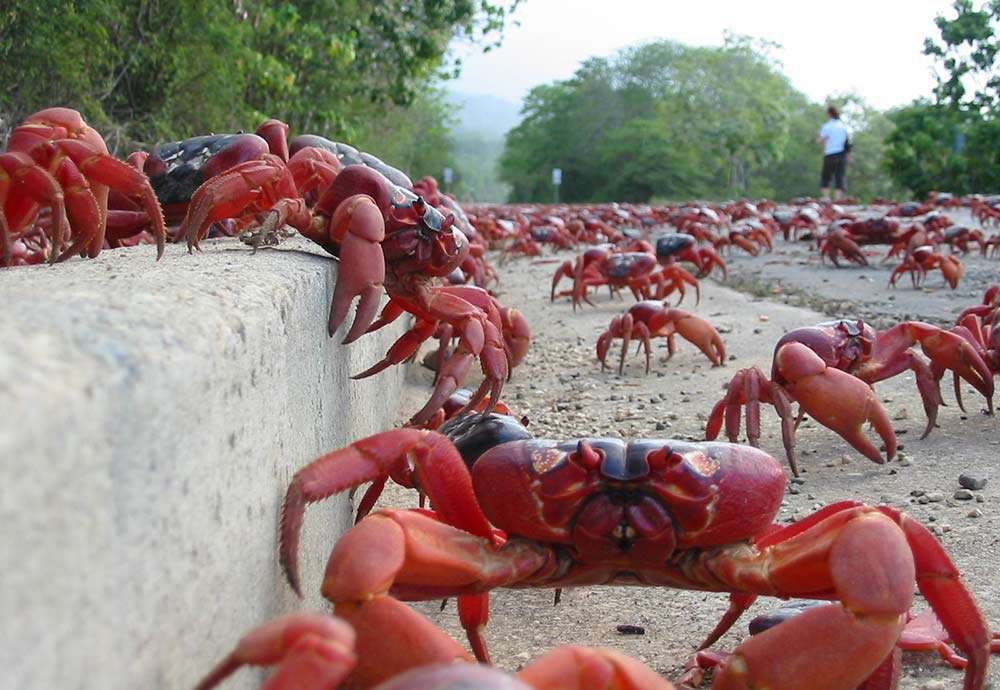 This Red Crab Migration is one of the incredible natural processes on Earth!