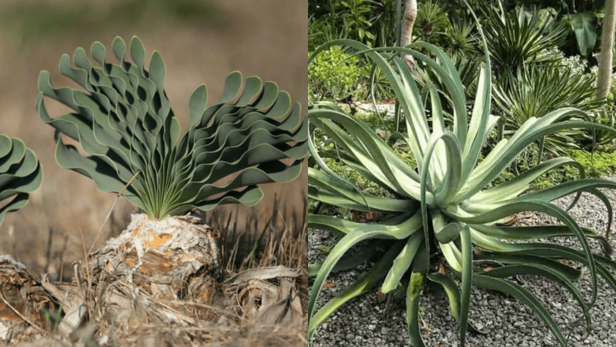 Here Are Some Amazing Plants You Can Have In Your Garden.