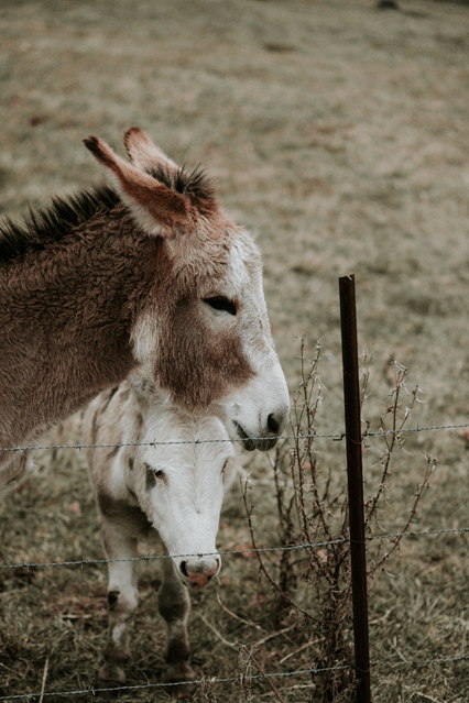 Here are the things you must know about cute Dwarf Donkeys!