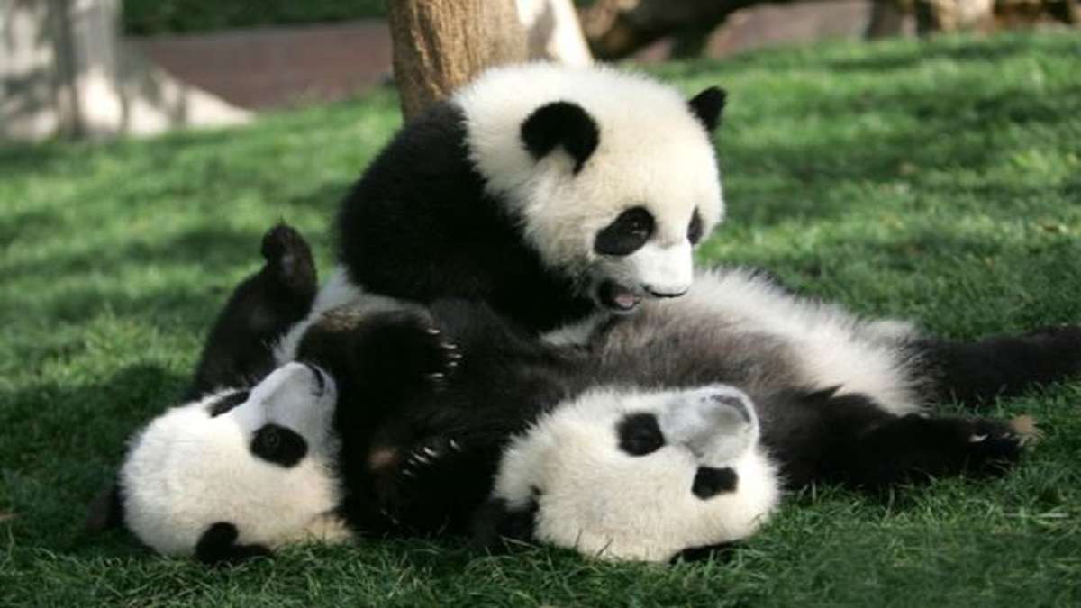 The most adorable Panda daycare place exists on earth