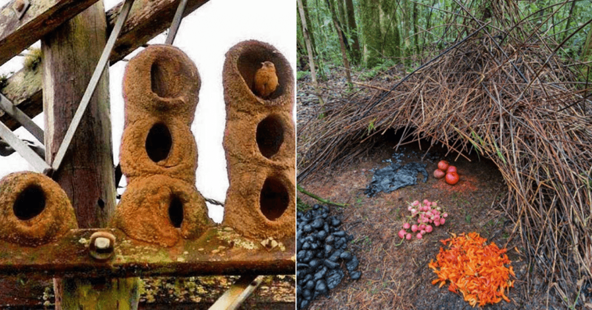 Extremely amazing types of bird nests that you must know!