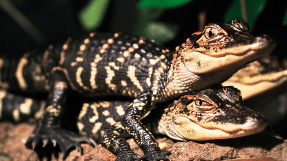 These are The Hardest Working Mothers in Animal World