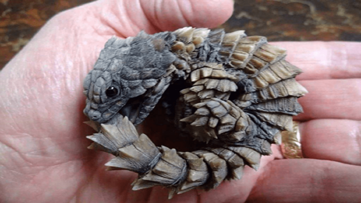 Here are the facts you didn’t know about the real-life mini dragon ...