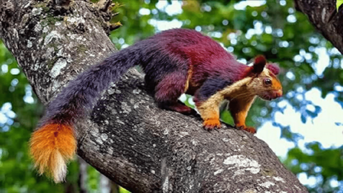 Did You Know about the Most Beautiful Giant Squirrel in the World?