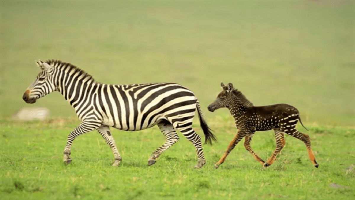 Do you interest to know about the baby zebra with polka dots ?