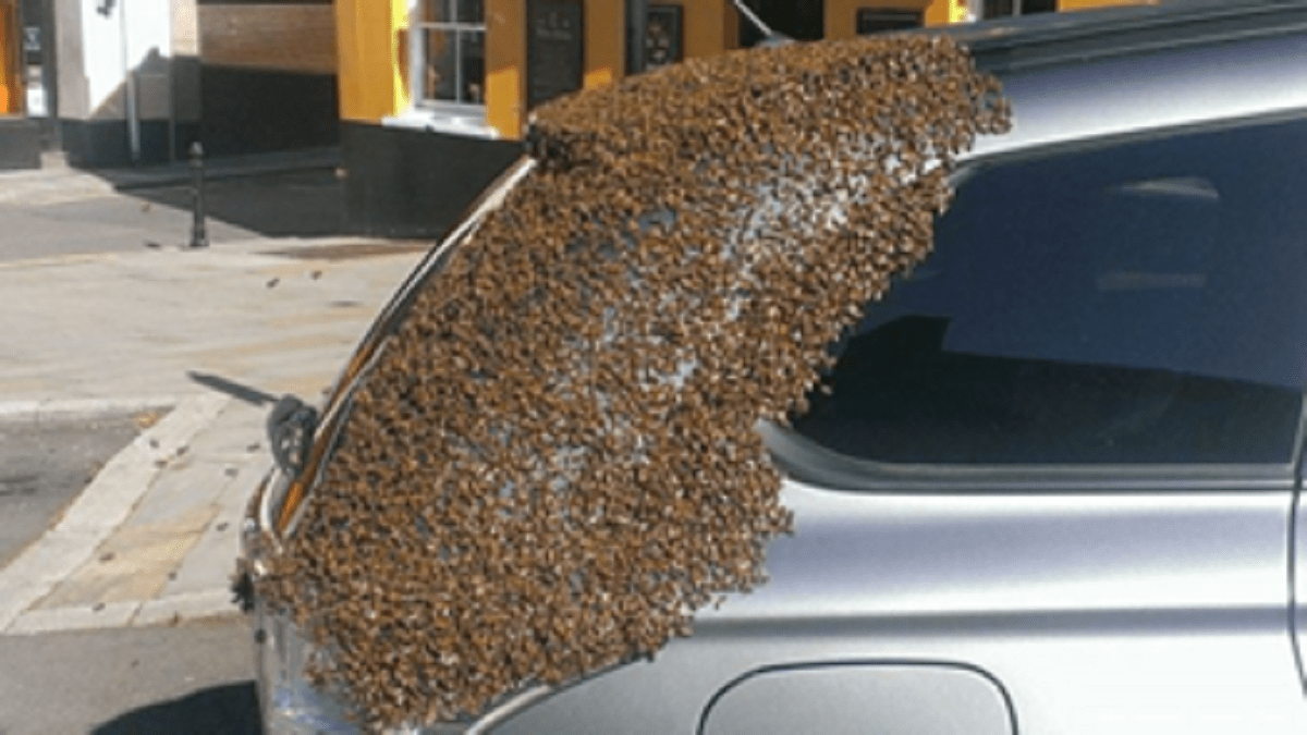 Don’t Get Panic if You See Bees in Your Car!