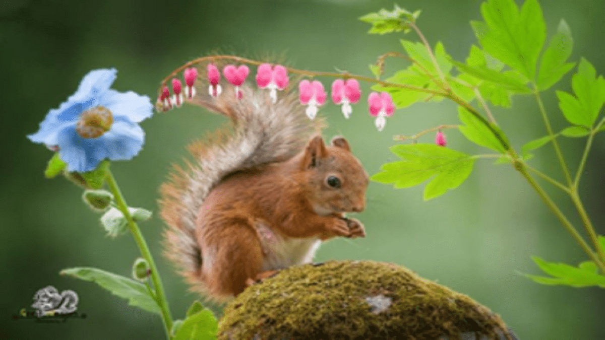 The Internationally Awarded Photographer who followed red squirrels daily for six years!