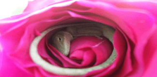 The story of a sleeping lizard found inside of a rose!