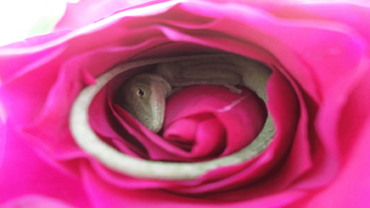 The story of a sleeping lizard found inside of a rose!