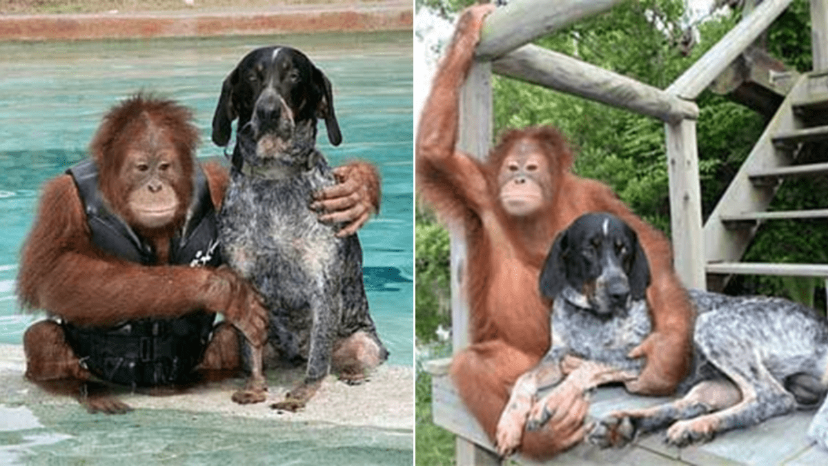 The unbreakable bond between an Orangutan and a Dog