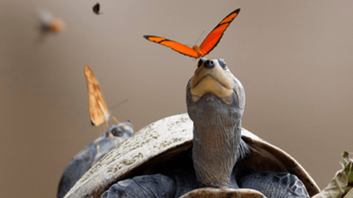 Do you know why butterflies drink turtle tears?