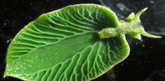 This Mysterious Solar-Powered creature is absolutely a wonder in nature!