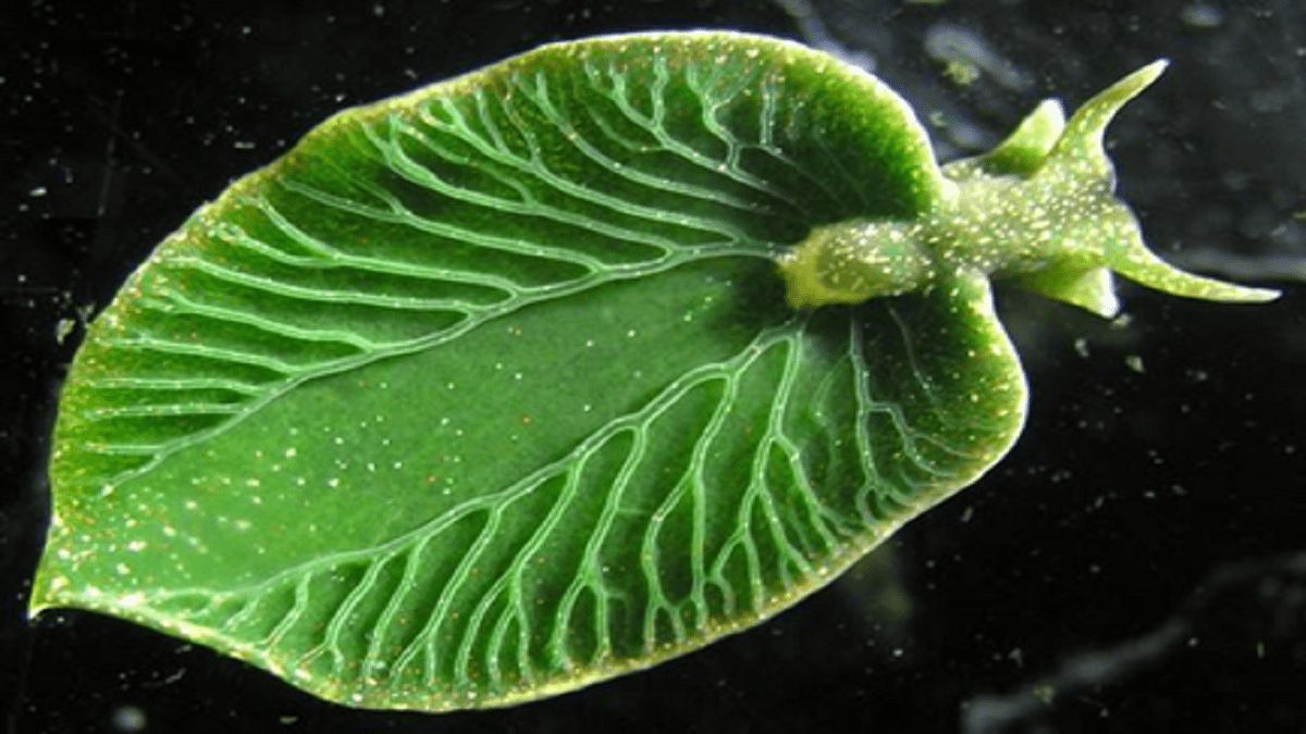 This Mysterious Solar-Powered creature is absolutely a wonder in nature!