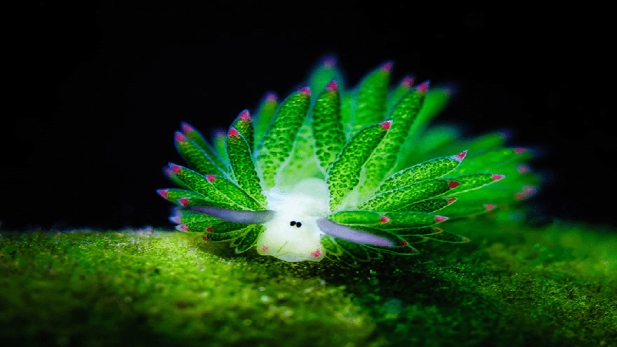 Did you know about the ‘Sheep’ who can photosynthesize