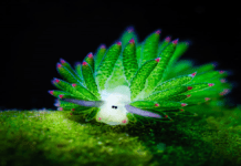 Did you know about the ‘Sheep’ who can photosynthesize? Did you know about the ‘Sheep’ who can photosynthesize