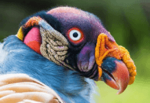 Here are Some Little Known Facts about the King Vulture! Here are Some Little Known Facts about the King Vulture