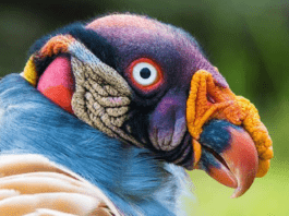 Here are Some Little Known Facts about the King Vulture