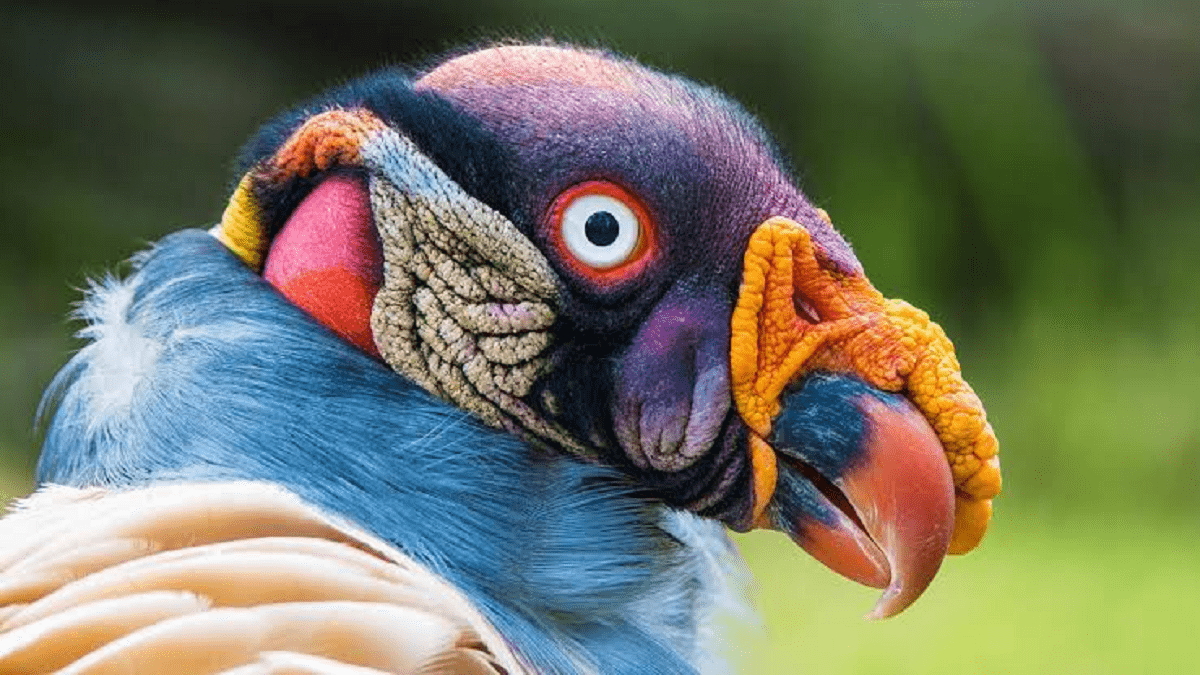 Here are Some Little Known Facts about the King Vulture