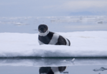Here are some interesting facts about Ribbon Seals! Here are some interesting facts about Ribbon Seals