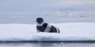 Here are some interesting facts about Ribbon Seals