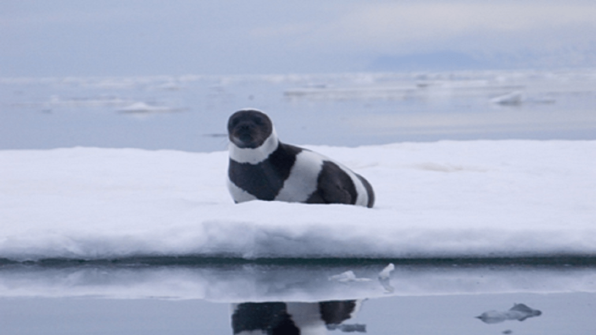 Here are some interesting facts about Ribbon Seals