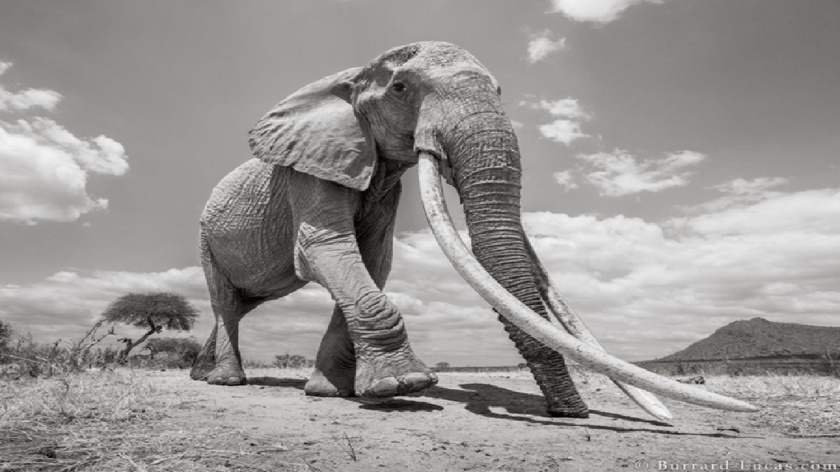 Here are the Last Photos of ‘Queen of the Elephants’