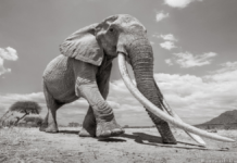 Here are the Last Photos of ‘Queen of the Elephants’ Here are the Last Photos of ‘Queen of the Elephants’