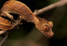 The Most Amazing facts about Leaf-Tailed Gecko The Most Amazing facts about Leaf-Tailed Gecko