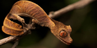 The Most Amazing facts about Leaf-Tailed Gecko