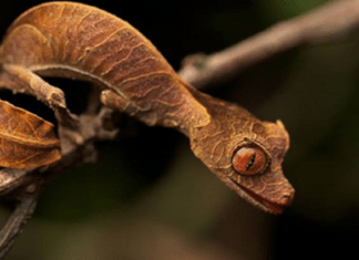 The Most Amazing facts about Leaf-Tailed Gecko The Most Amazing facts about Leaf-Tailed Gecko