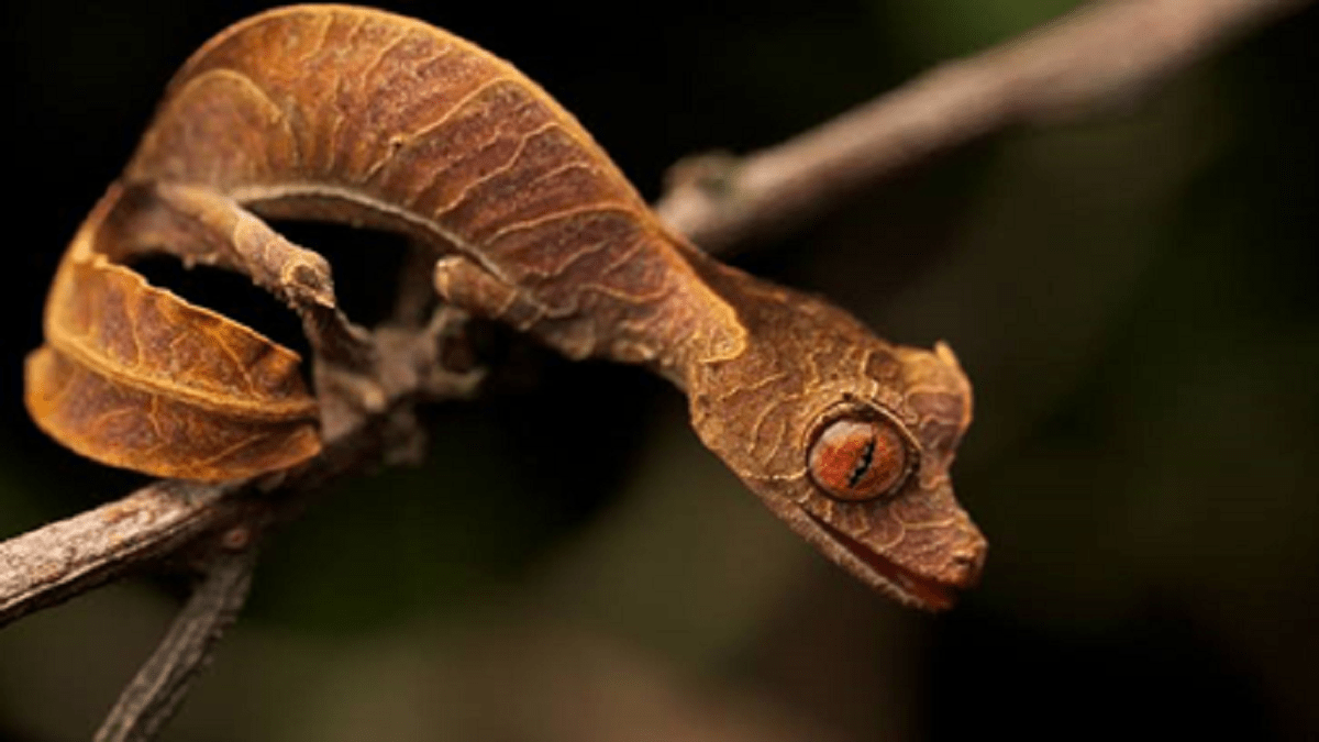 The Most Amazing facts about Leaf-Tailed Gecko
