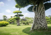 The Spiders web Tree in Guangxi, china is absolutely amazing! The Spiders web Tree in Guangxi, china is absolutely amazing!