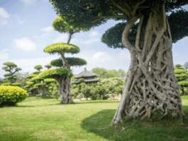 The Spiders web Tree in Guangxi, china is absolutely amazing!