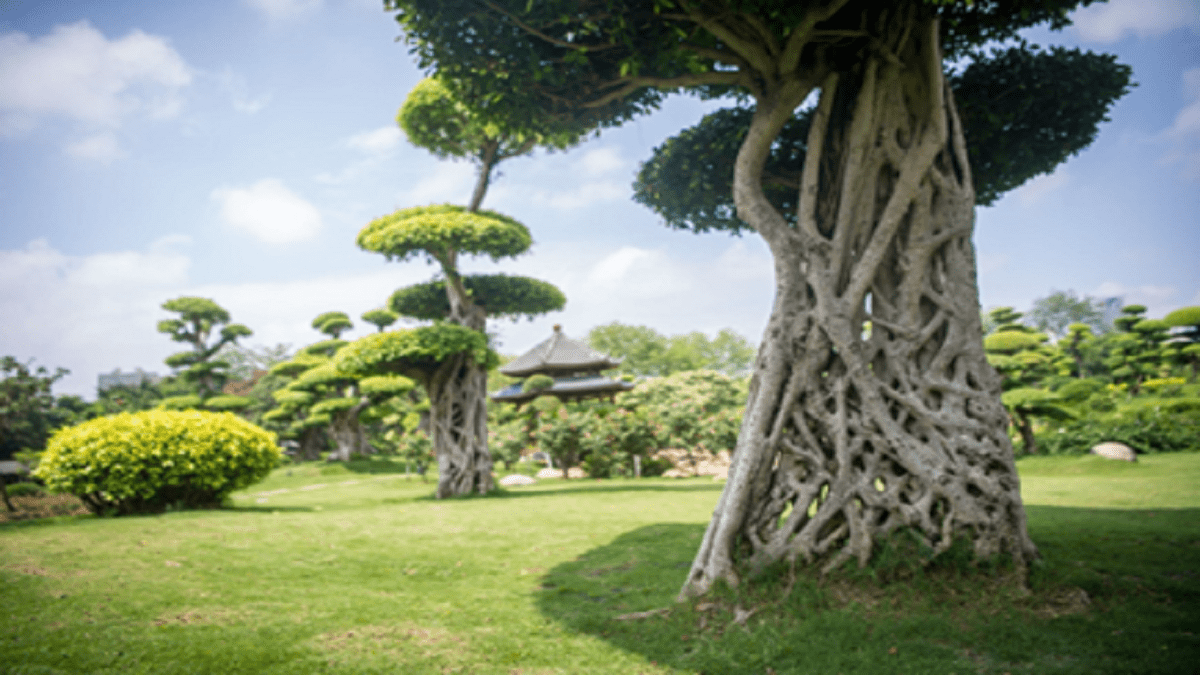 The Spiders web Tree in Guangxi, china is absolutely amazing!