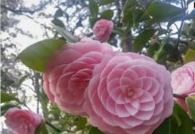 Exploring the Marvels of the Fibonacci Sequence in the Japanese Camellia Flower Fibonacci Flower