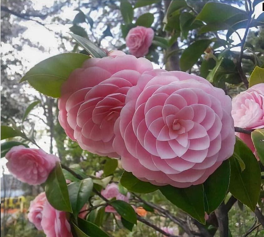 Fibonacci Flower