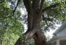 Here’s The Story Behind the Amazing Four Legged Tree!