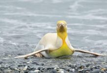 One in a Million Feathers: Rare Yellow Penguin into Spotlight