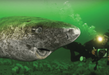 Meet the Ocean’s Grandpas: Greenland Sharks, the Slow-Poke Wonders! Meet the Ocean's Grandpas: Greenland Sharks, the Slow-Poke Wonders!