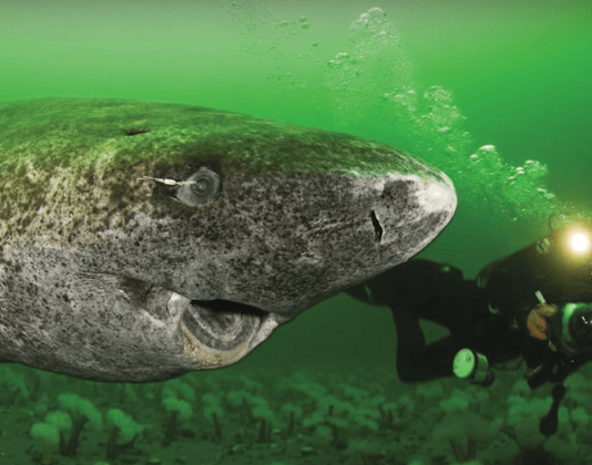 Meet the Ocean's Grandpas: Greenland Sharks, the Slow-Poke Wonders!