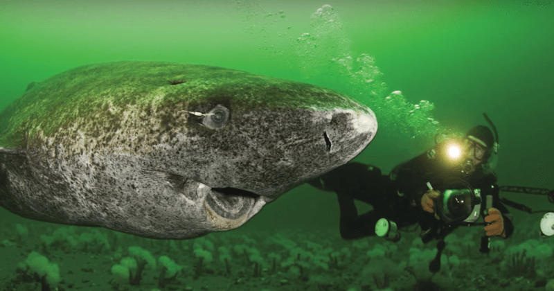 Meet the Ocean's Grandpas: Greenland Sharks, the Slow-Poke Wonders!