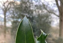 How Plants Use Phenotypic Plasticity to Survive and Thrive